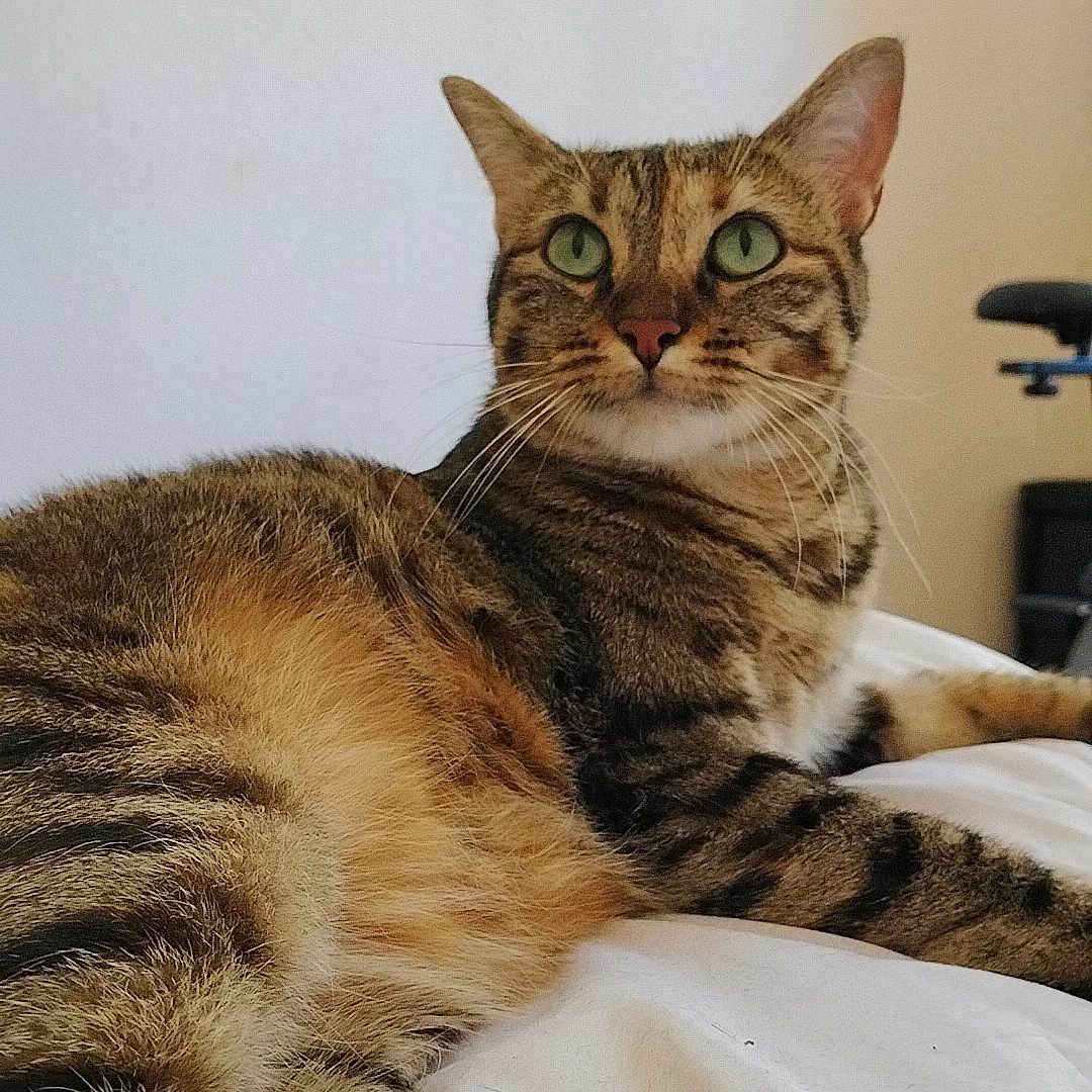 Mily