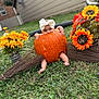 Freyja joined the competition — help win amazing prizes! autumn, baby, bow, broomsticks, child, cute, fall, flowers, grass, greenery, headwear, holiday, nature, orange_flowers, outdoor, playful, pumpkin, seasonal, sitting, yellow_flowers