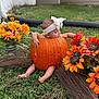 autumn, baby, broom, child, cute, fall, flower, garden, grass, headband, holiday, nature, orange, outdoor, playful, portrait, pumpkin, seasonal, toddler, yellow