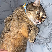 Eevee is registered to the contest to win money with this photo: cat, tabby_cat, pet, lying_down, hand, blanket, fur, domestic_animal, relaxed, cute, indoor, collar, paw, belly, comfort, bed, animal, feline, resting, human_interaction