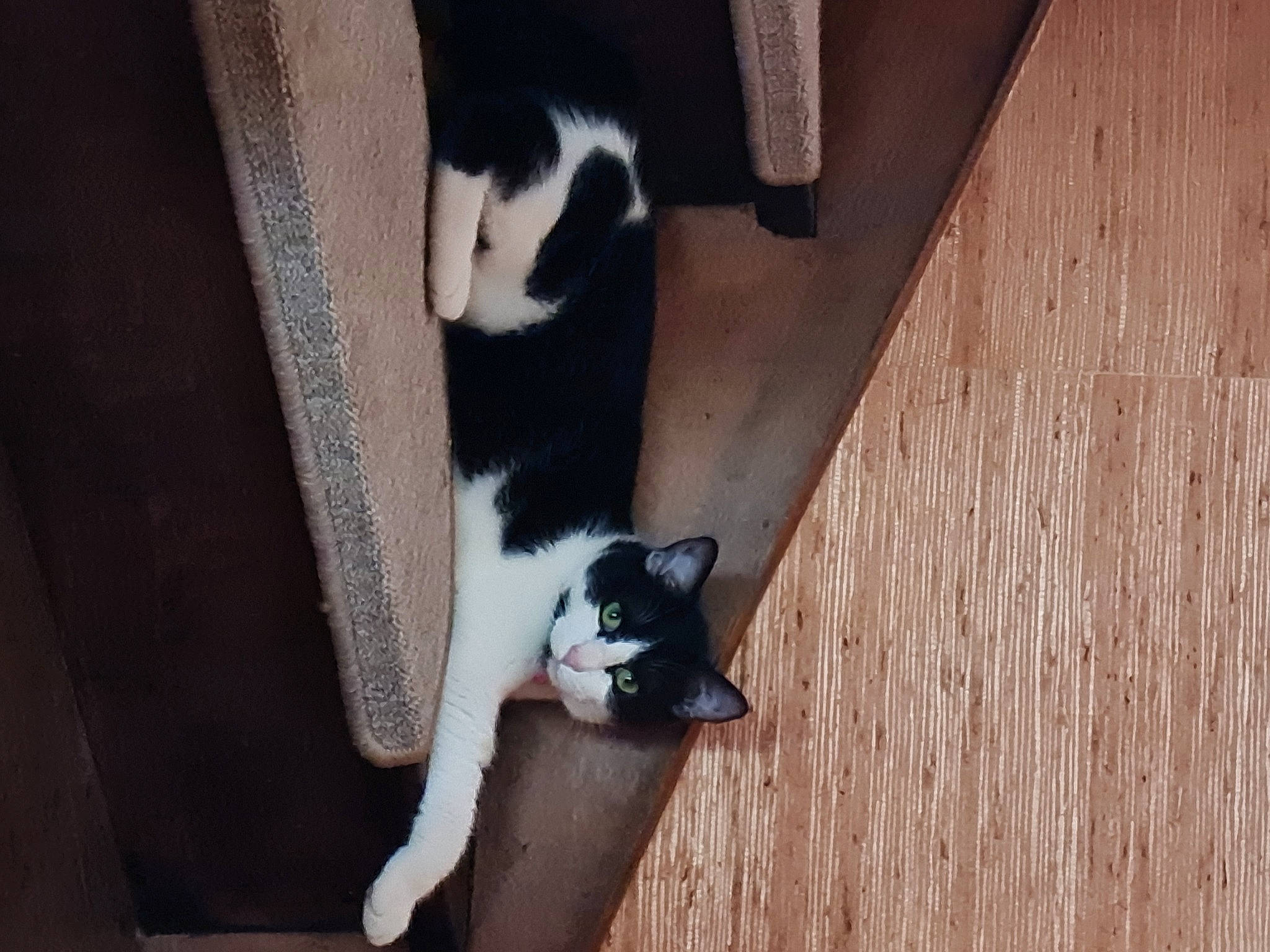 Choukette participe au concours pour gagner de l'argent avec cette photo : canidae, carnivore, cat, comfort, dog_breed, domestic_short_haired_cat, felidae, floor, flooring, fur, hardwood, mammal, small_to_medium_sized_cats, snout, sporting_group, tail, vertebrate, whiskers, wood, wood_stain