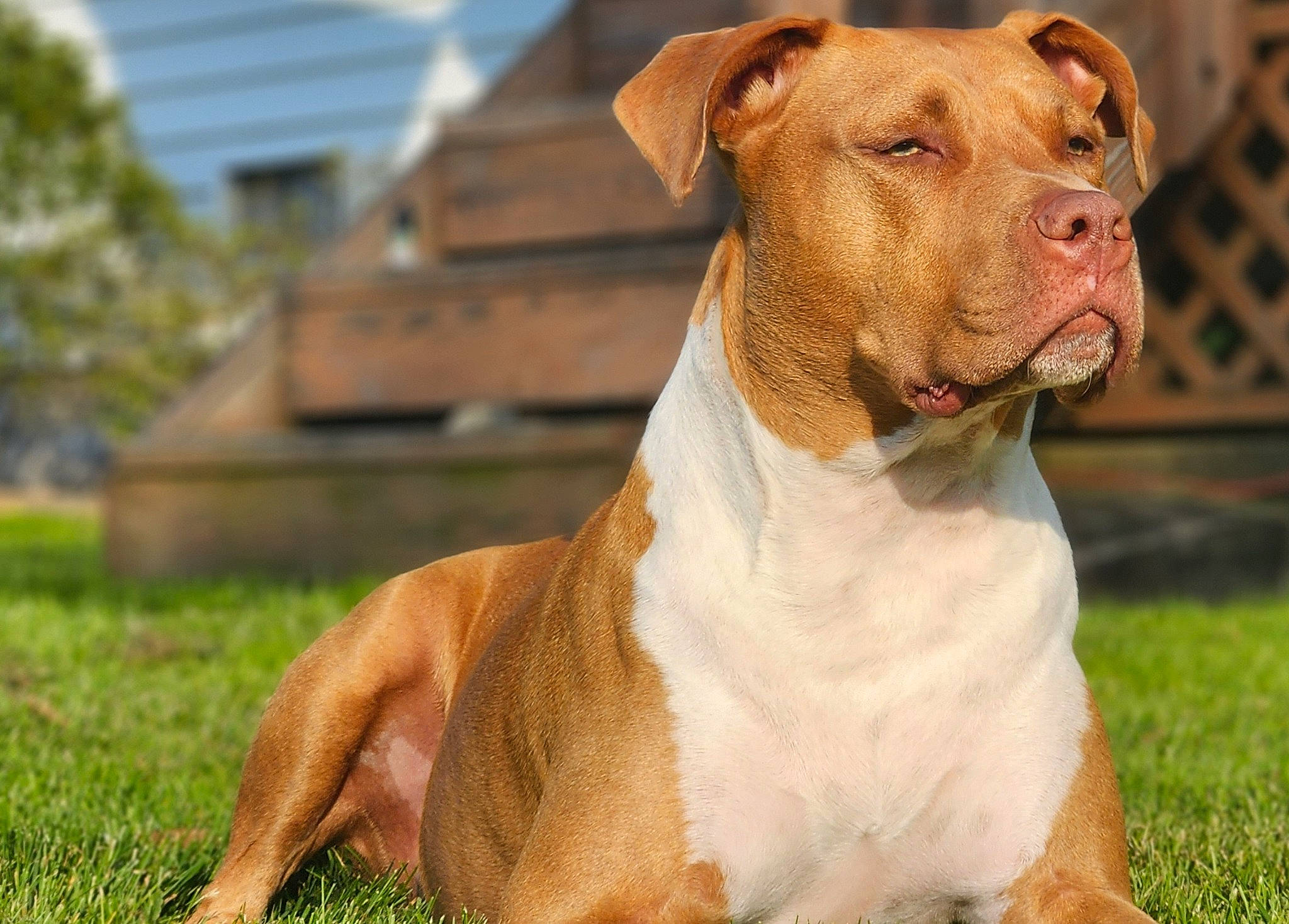 Ace joined the competition — help win amazing prizes! ancient_dog_breeds, canidae, carnivore, collar, companion_dog, dog, dog_breed, dog_collar, dog_supply, fawn, grass, liver, non_sporting_group, pet_supply, plant, snout, sporting_group, terrestrial_animal, whiskers, working_animal