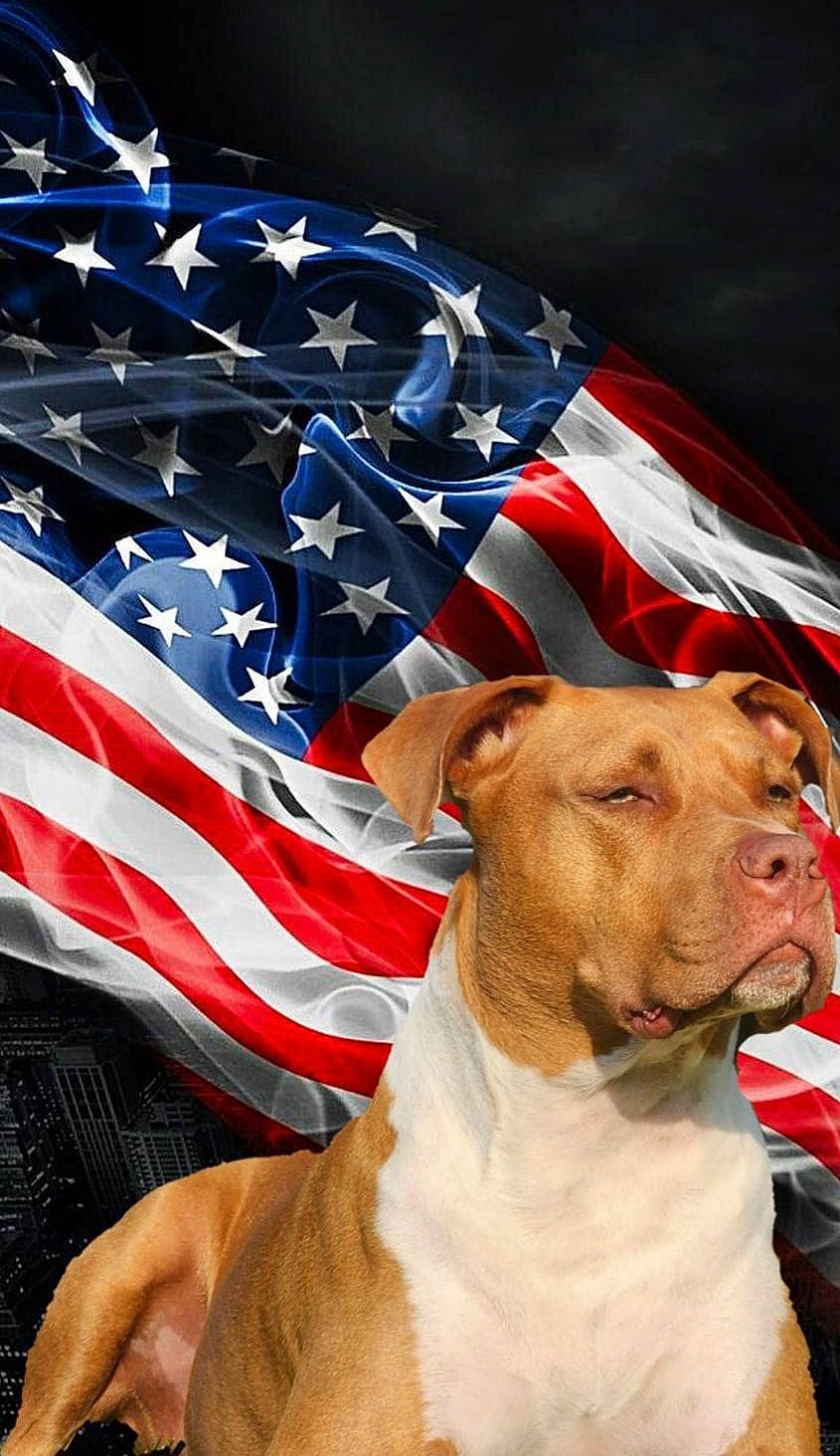 Ace is registered to the contest to win money with this photo: animal_sports, canidae, carnivore, collar, companion_dog, dog, dog_breed, dog_collar, dog_supply, electric_blue, event, fawn, flag, flag_day_usa, flag_of_the_united_states, gesture, pet_supply, sighthound, sporting_group, working_animal
