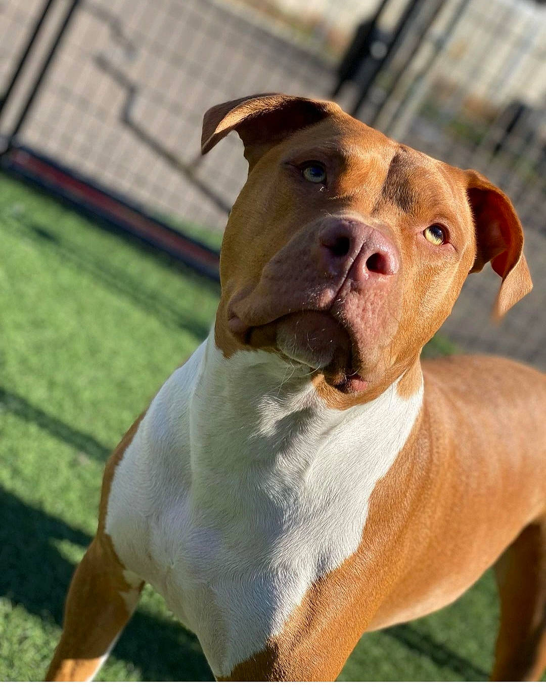 Ace joined the competition — help win amazing prizes! ancient_dog_breeds, canidae, carnivore, collar, companion_dog, dog, dog_breed, dog_collar, fawn, grass, hunting_dog, liver, non_sporting_group, old_english_terrier, snout, sporting_group, terrestrial_animal, whiskers, working_animal