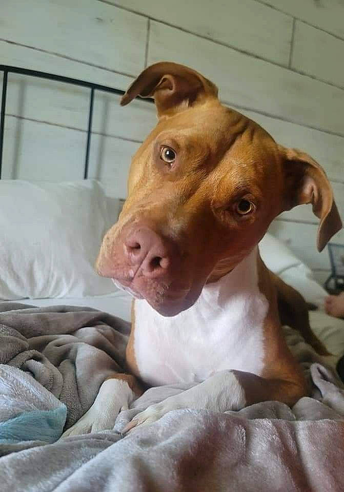 Ace is registered to the contest to win money with this photo: art, bovine, canidae, carnivore, comfort, companion_dog, cow_goat_family, dairy_cow, dog, dog_breed, ear, fawn, ingredient, liver, livestock, pet_supply, sporting_group, terrestrial_animal, whiskers, working_animal