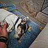 animal, beige_rug, blanket, blue_blanket, collar, comfort, couch, cozy, dog, domestic, furniture, giraffe_pattern, hand, indoor, paw, pet, relaxation, resting, rug, tile_floor