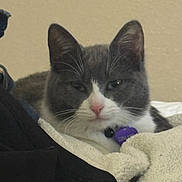 Luna joined the competition — help win amazing prizes! cat, grey_cat, white_cat, pet, collar, purple_tag, blanket, soft_texture, cozy, indoor, resting, feline, close_up, sleepy, fur, animal, cute, domestic_cat, relaxed, comfort