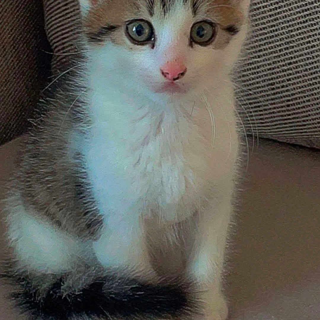 Minou participe au concours pour gagner de l'argent avec cette photo : abyssinian, angora, animal, cat, couch, furniture, kitten, manx, pet, siamese