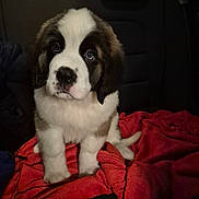 Bouba participe au concours pour gagner de l'argent avec cette photo : puppy, dog, saint_bernard, blanket, car_seat, fur, cute, pet, animal, indoors, young, mammal, sitting, adorable, face, black_and_white, nose, ears, tail, soft