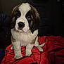 puppy, dog, saint_bernard, blanket, car_seat, fur, cute, pet, animal, indoors, young, mammal, sitting, adorable, face, black_and_white, nose, ears, tail, soft