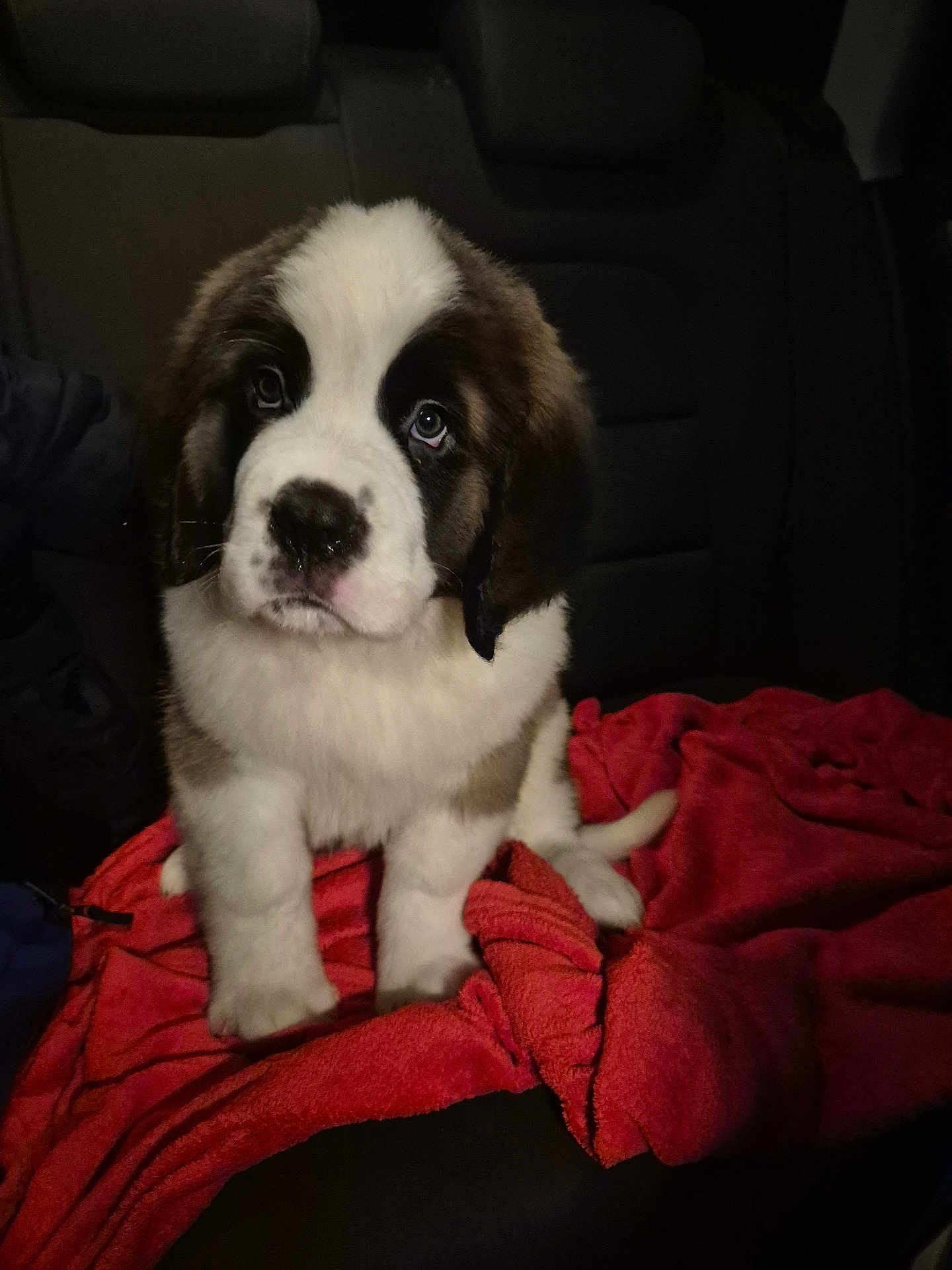 Bouba participe au concours pour gagner de l'argent avec cette photo : puppy, dog, saint_bernard, blanket, car_seat, fur, cute, pet, animal, indoors, young, mammal, sitting, adorable, face, black_and_white, nose, ears, tail, soft