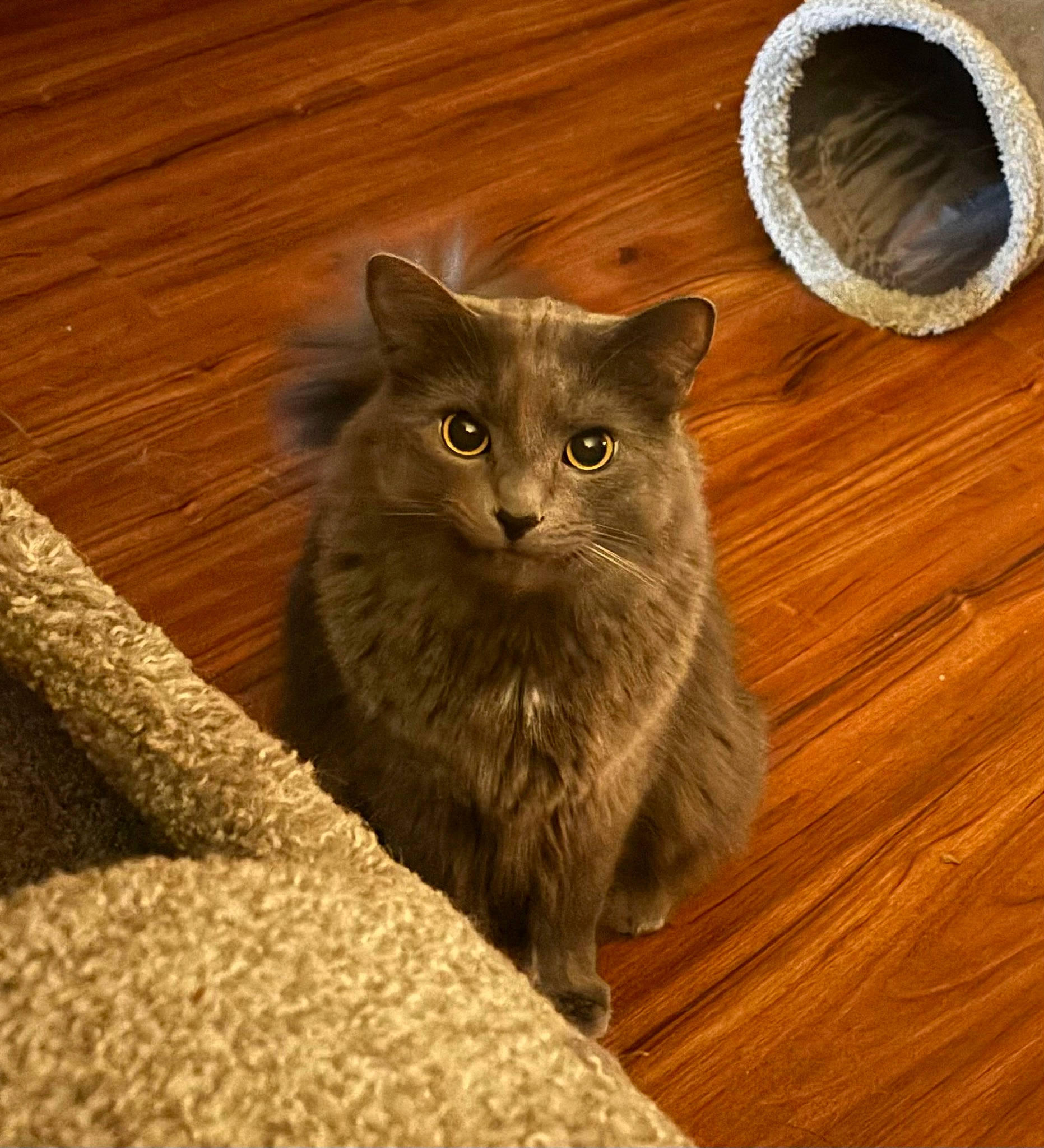 Gandalf joined the competition — help win amazing prizes! brown, carnivore, cat, domestic_short_haired_cat, fawn, felidae, flooring, fur, grey, hardwood, plank, small_to_medium_sized_cats, snout, tail, terrestrial_animal, varnish, whiskers, wood, wood_flooring, wood_stain