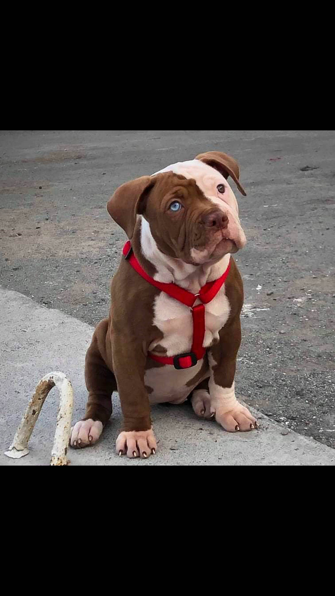 Moana participe au concours pour gagner de l'argent avec cette photo : american_bulldog, american_pit_bull_terrier, canidae, carnivore, companion_dog, dog, dog_breed, dog_collar, fawn, mammal, molosser, non_sporting_group, olde_english_bulldogge, pit_bull, puppy, rare_breed_dog, renascence_bulldogge, snout, sporting_group, vertebrate