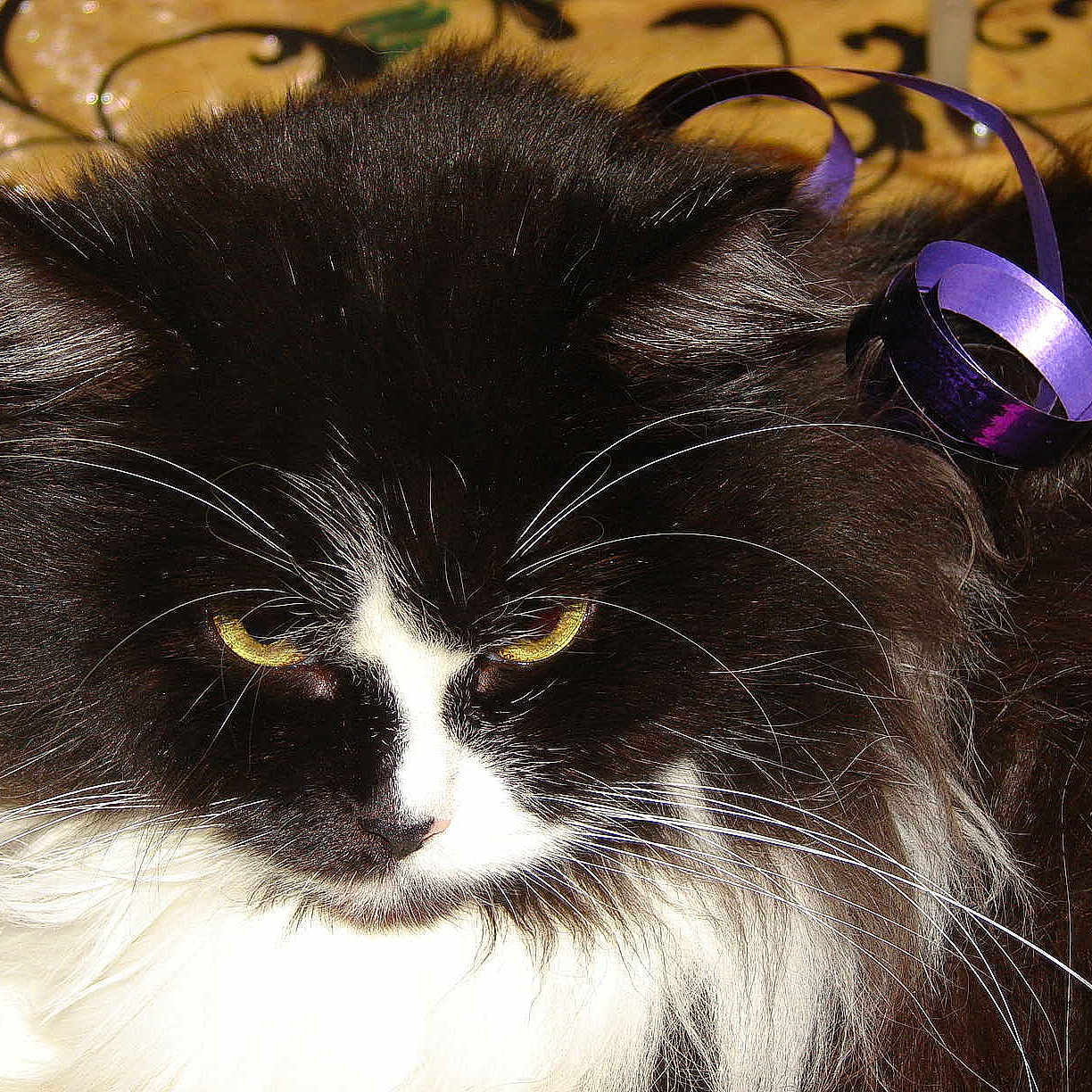 Daemone des Tsars de