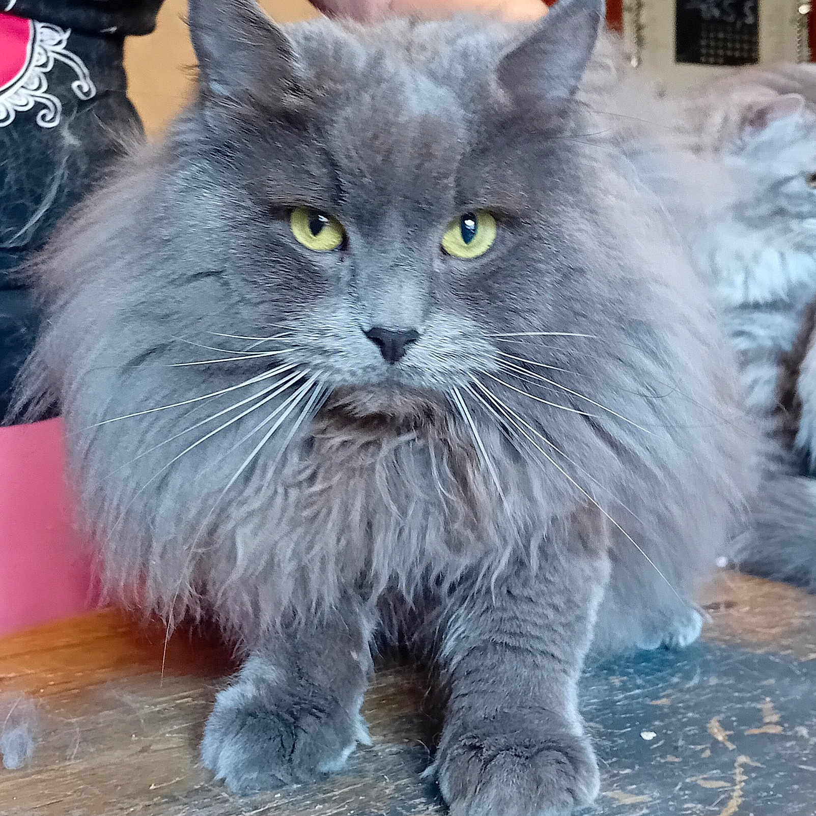 Koshka Blù Des Tdf