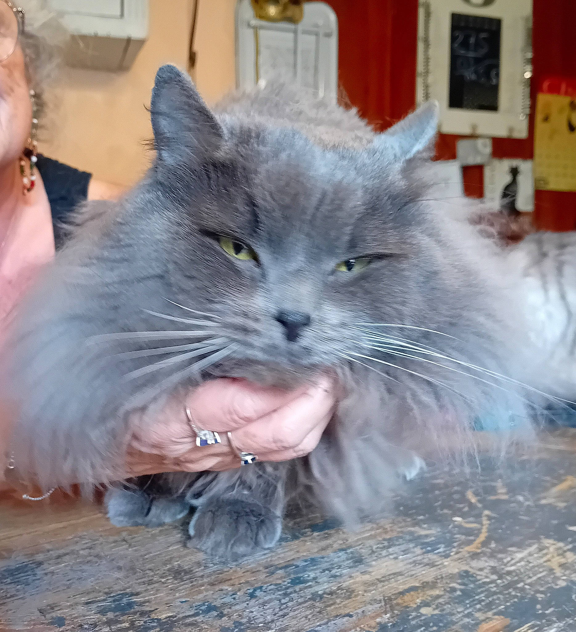 Koshka Blù Des Tdf a rejoint le concours — aidez-le/la à gagner de superbes lots ! british_longhair, carnivore, cat, claw, domestic_short_haired_cat, electric_blue, fawn, felidae, fur, grey, russian_blue, small_to_medium_sized_cats, snout, tail, whiskers