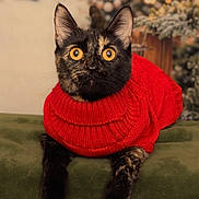 Nala is registered to the contest to win money with this photo: cat, tortoiseshell, red_sweater, wide_eyes, cozy, holiday, christmas_tree, green_surface, pet, indoor, portrait, animal, feline, knitwear, cute, warm, fur, whiskers, ears, curious