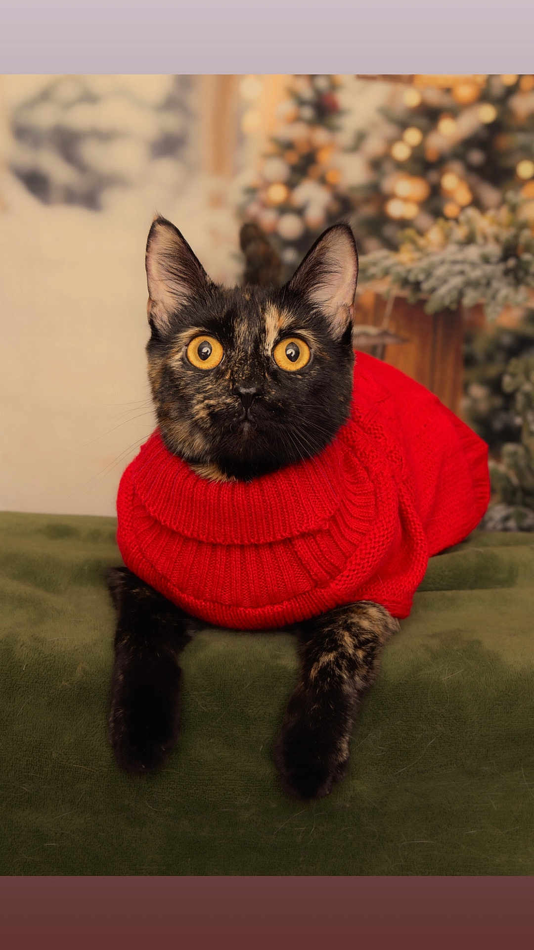 Nala is registered to the contest to win money with this photo: cat, tortoiseshell, red_sweater, wide_eyes, cozy, holiday, christmas_tree, green_surface, pet, indoor, portrait, animal, feline, knitwear, cute, warm, fur, whiskers, ears, curious