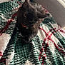 kitten, black_cat, pet, blanket, indoor, cozy, furniture, curious, collar, bell, animal, cute, fur, domestic_animal, resting, soft_texture, holiday_colors, window, daylight, relaxing