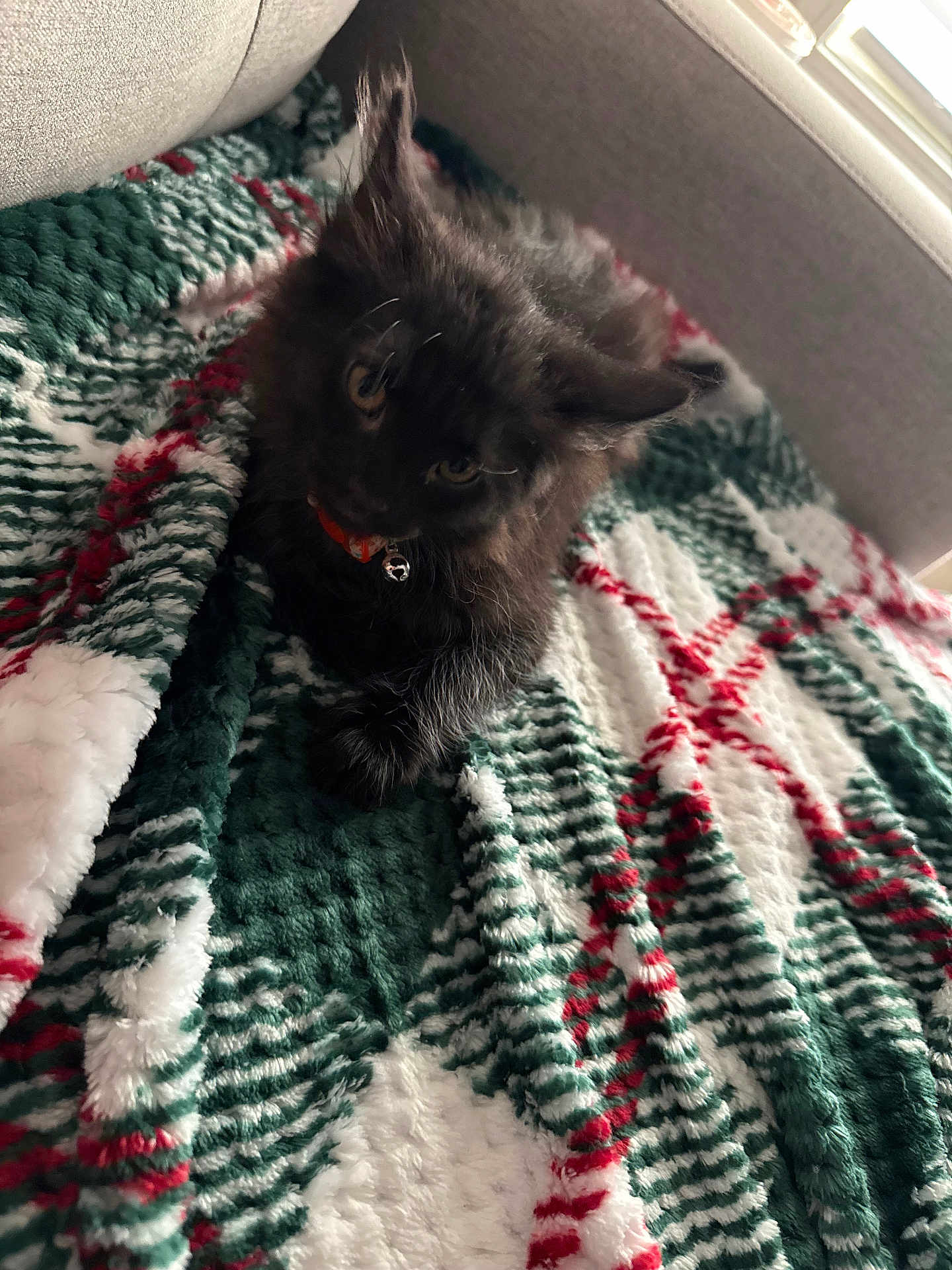 Binx is registered to the contest to win money with this photo: kitten, black_cat, pet, blanket, indoor, cozy, furniture, curious, collar, bell, animal, cute, fur, domestic_animal, resting, soft_texture, holiday_colors, window, daylight, relaxing