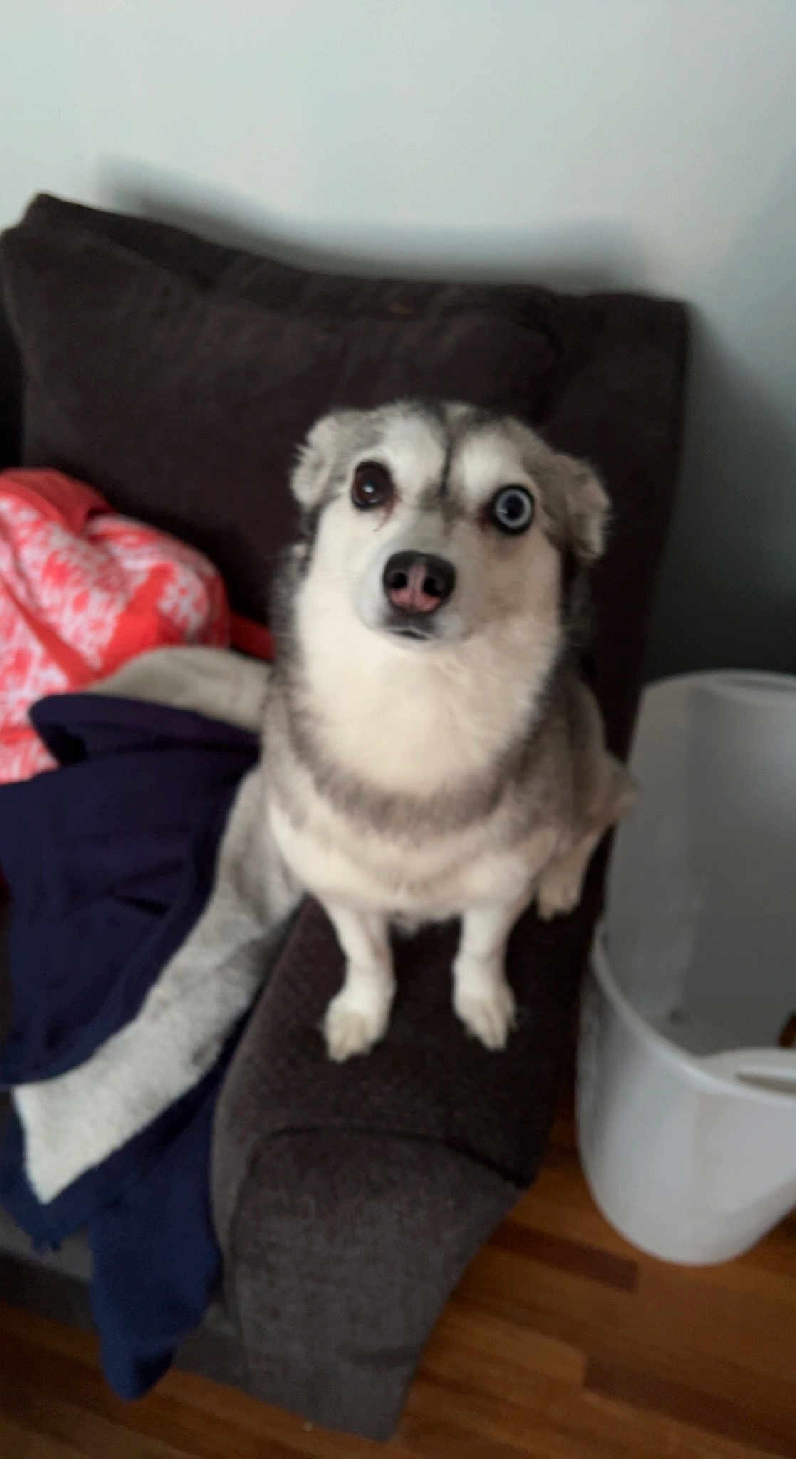 Mia