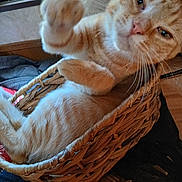 Mr. Beanz joined the competition — help win amazing prizes! cat, ginger_cat, basket, paw, furry, pet, indoor, wooden_floor, relaxed, closeup, feline, cozy, home, whiskers, animal, cute, orange_fur, tabby, resting, curious