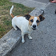 Shanel participe au concours pour gagner de l'argent avec cette photo : dog, small_dog, white_fur, brown_fur, curious, outdoor, grass, concrete, pavement, curb, pet, animal, ears, tail, face, looking_up, backyard, sunlight, human_feet, casual