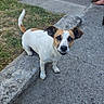 dog, small_dog, white_fur, brown_fur, curious, outdoor, grass, concrete, pavement, curb, pet, animal, ears, tail, face, looking_up, backyard, sunlight, human_feet, casual