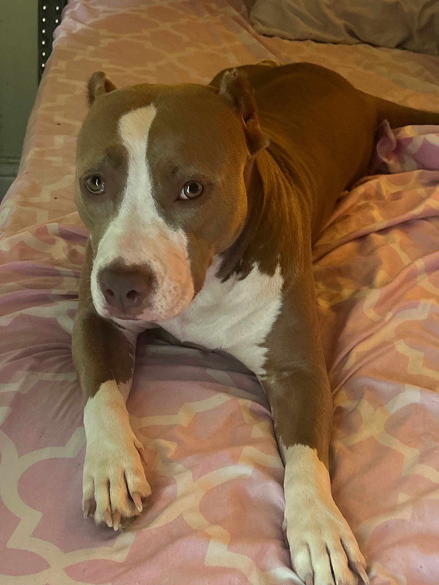 Hazel joined the competition — help win amazing prizes! dog, pitbull, brown_and_white, bed, blanket, bedding, indoor, portrait, paw, paws, face, eyes, nose, lying_down, cute, pet, domestic_animal, bedroom, fabric_pattern, soft_light
