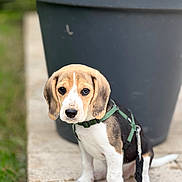 Albert a rejoint le concours — aidez-le/la à gagner de superbes lots ! puppy, beagle, dog, leash, harness, sitting, outdoor, stone_path, planter_pot, greenery, cute, pet, young_dog, fur, ears, tail, closeup, animal, domestic_animal, background_blur