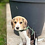 puppy, beagle, dog, leash, harness, sitting, outdoor, stone_path, planter_pot, greenery, cute, pet, young_dog, fur, ears, tail, closeup, animal, domestic_animal, background_blur