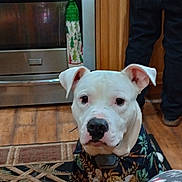 Dallas joined the competition — help win amazing prizes! dog, white_dog, tropical_shirt, kitchen, oven, wooden_cabinets, rug, person, jeans, floor, towel, patterned_rug, stainless_steel, appliance, indoor, pet, animal, home, casual_clothing, flooring