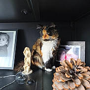 Tokyo a rejoint le concours — aidez-le/la à gagner de superbes lots ! cat, calico_cat, feline, sitting, shelf, pinecone, figurine, photograph, frame, black_background, indoor, decor, whiskers, fur, pet, animal, closeup, curious, still_life, domestic_animal