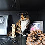 cat, calico_cat, feline, sitting, shelf, pinecone, figurine, photograph, frame, black_background, indoor, decor, whiskers, fur, pet, animal, closeup, curious, still_life, domestic_animal