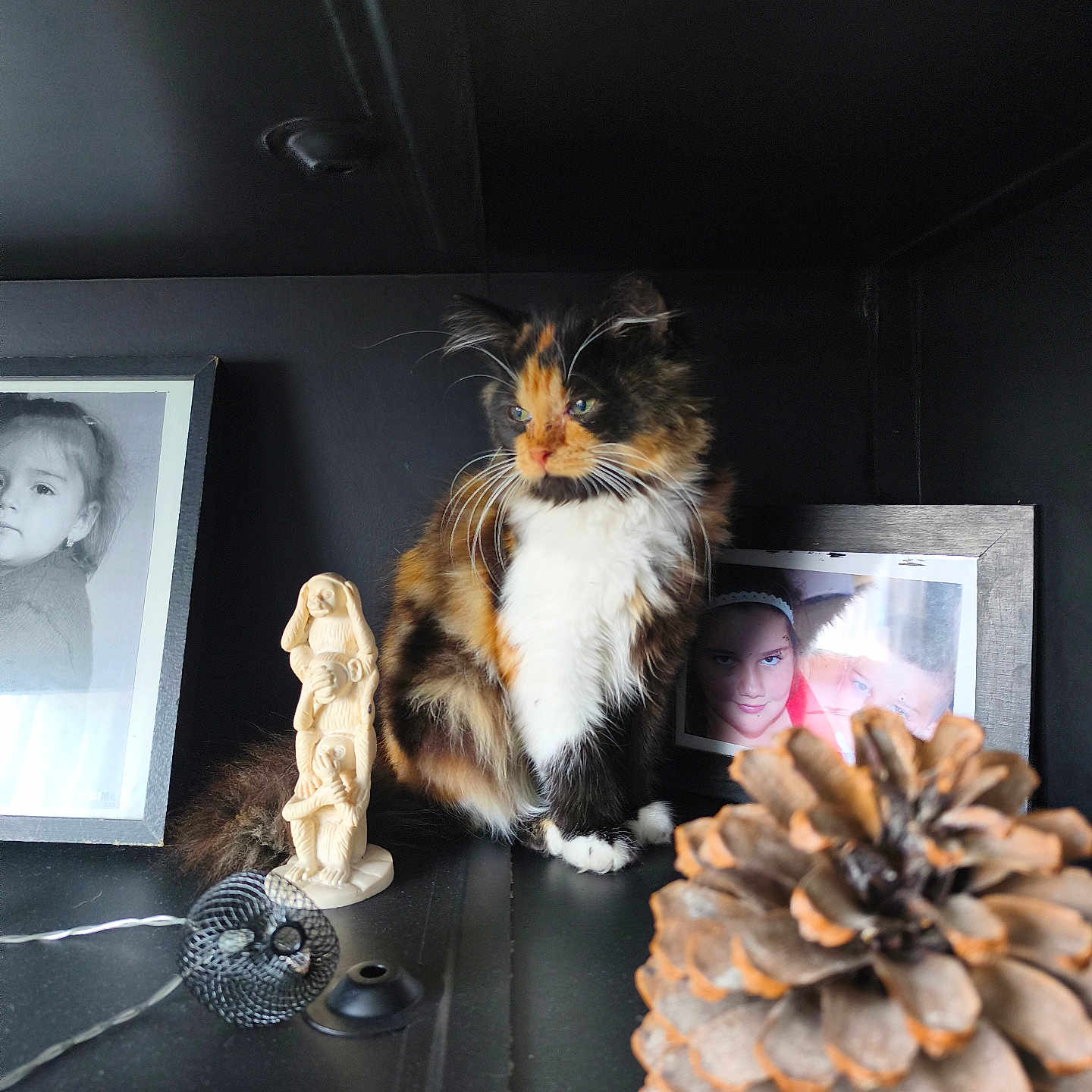 Tokyo a rejoint le concours — aidez-le/la à gagner de superbes lots ! animal, black_background, calico_cat, cat, closeup, curious, decor, domestic_animal, feline, figurine, frame, fur, indoor, pet, photograph, pinecone, shelf, sitting, still_life, whiskers