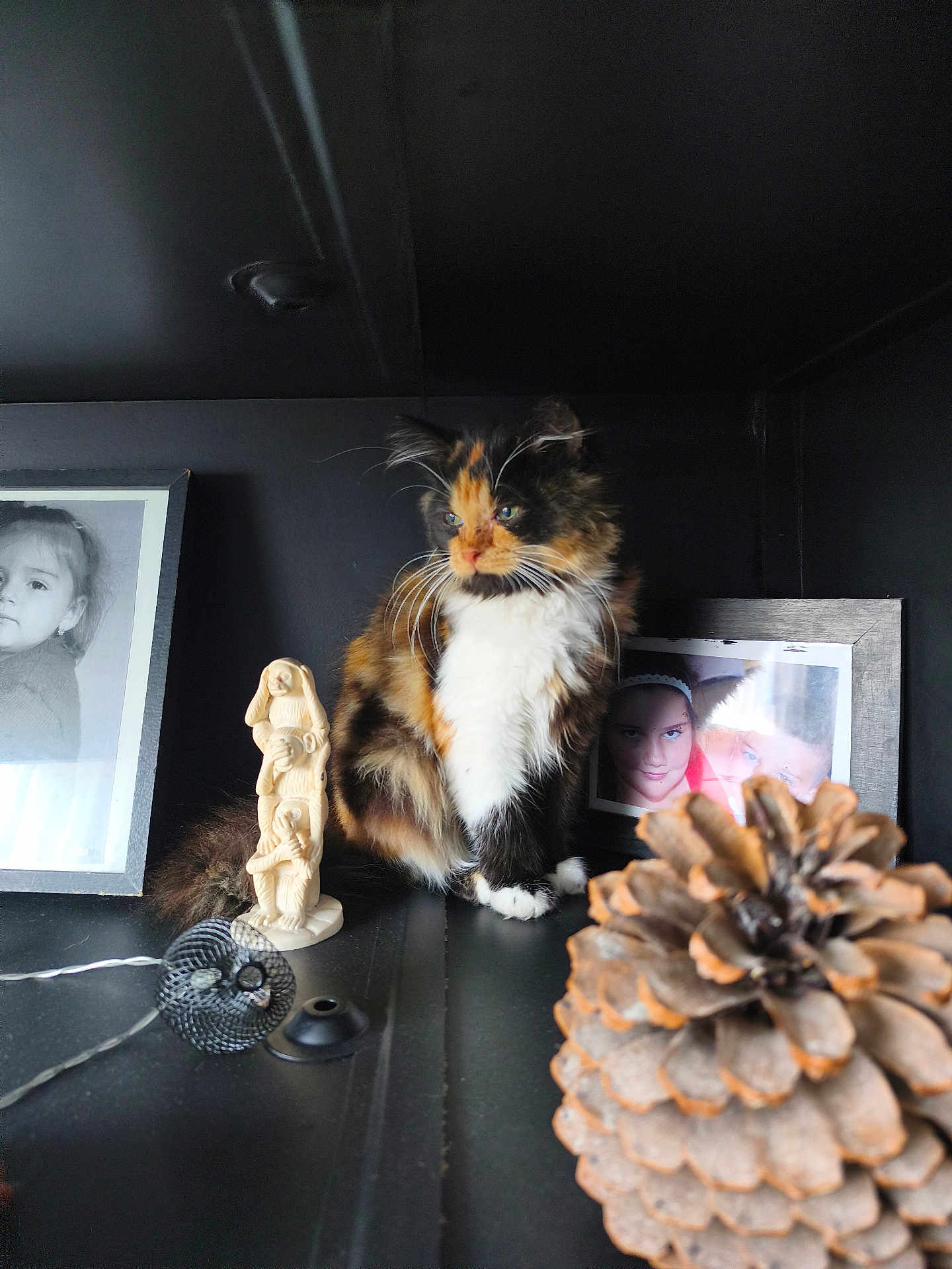 Tokyo a rejoint le concours — aidez-le/la à gagner de superbes lots ! cat, calico_cat, feline, sitting, shelf, pinecone, figurine, photograph, frame, black_background, indoor, decor, whiskers, fur, pet, animal, closeup, curious, still_life, domestic_animal
