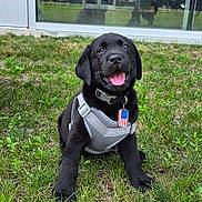 Cj joined the competition — help win amazing prizes! puppy, black_labrador, dog, grass, harness, tag, american_flag, tongue_out, happy, outdoor, reflection, window, tree, person_reflection, greenery, sitting, pet, young_dog, playful, cute