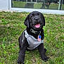 puppy, black_labrador, dog, grass, harness, tag, american_flag, tongue_out, happy, outdoor, reflection, window, tree, person_reflection, greenery, sitting, pet, young_dog, playful, cute