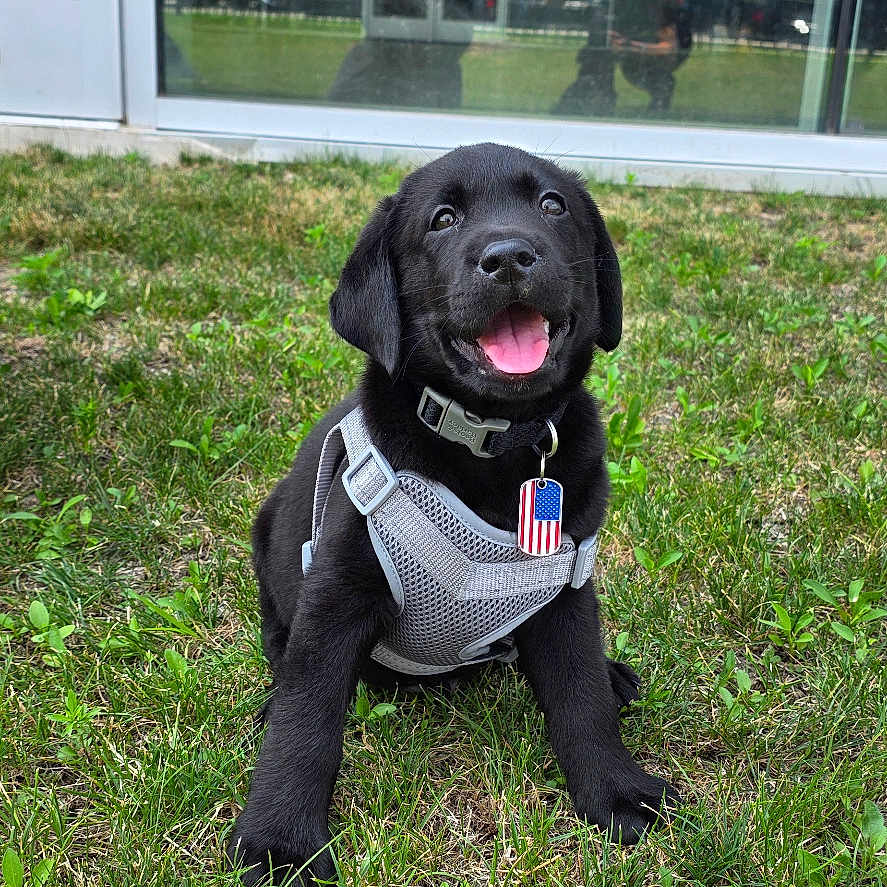Cj joined the competition — help win amazing prizes! american_flag, black_labrador, cute, dog, grass, greenery, happy, harness, outdoor, person_reflection, pet, playful, puppy, reflection, sitting, tag, tongue_out, tree, window, young_dog