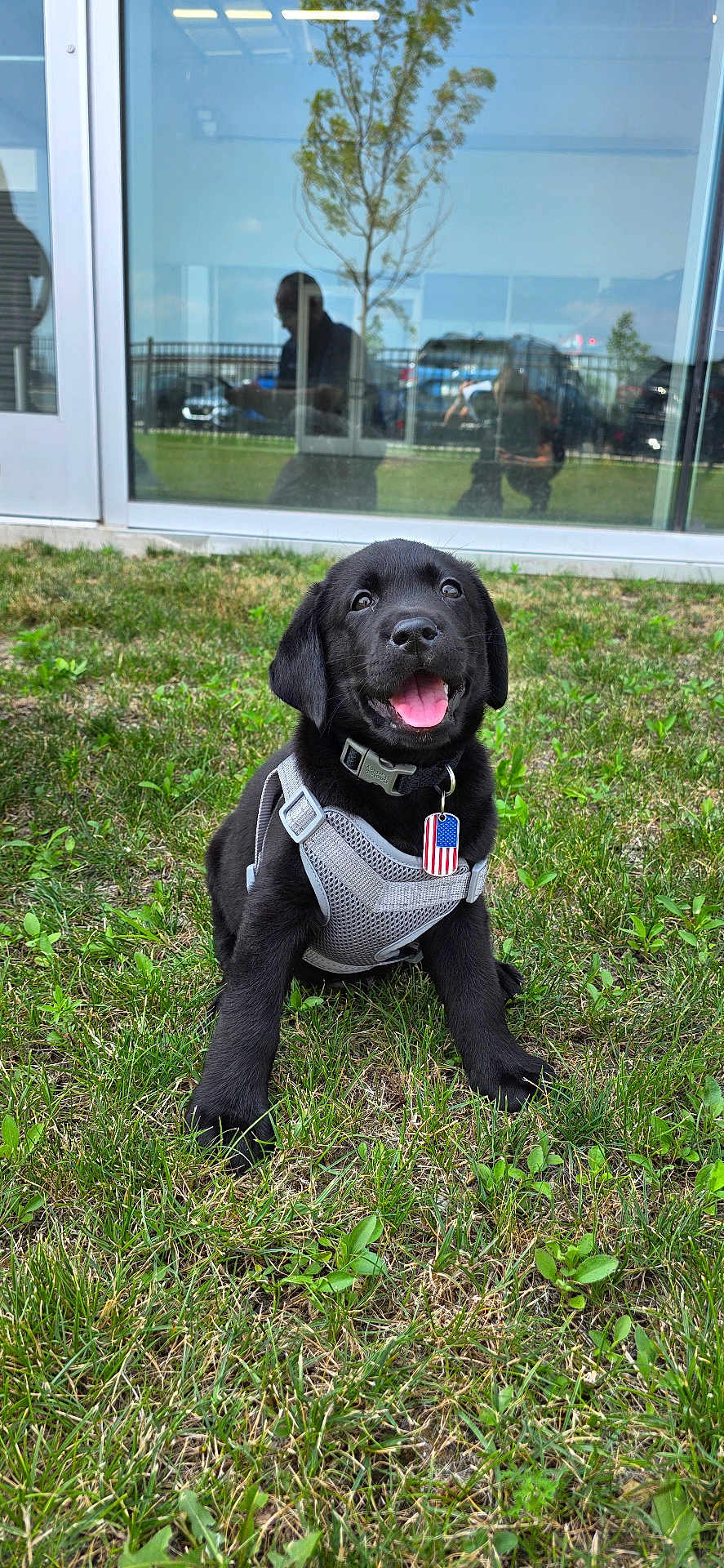 Cj joined the competition — help win amazing prizes! puppy, black_labrador, dog, grass, harness, tag, american_flag, tongue_out, happy, outdoor, reflection, window, tree, person_reflection, greenery, sitting, pet, young_dog, playful, cute