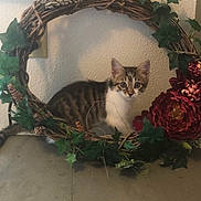 Lizzie joined the competition — help win amazing prizes! animal, cat, curious, cute, decor, domestic, feline, flowers, greenery, indoor, ivy, kitten, leafy, pet, red_flowers, tabby, tabletop, wall, wreath, young_cat