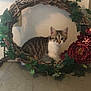 animal, cat, curious, cute, decor, domestic, feline, flowers, greenery, indoor, ivy, kitten, leafy, pet, red_flowers, tabby, tabletop, wall, wreath, young_cat