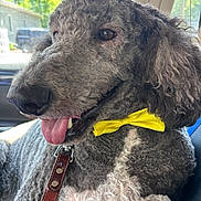 Boyblue joined the competition — help win amazing prizes! animal, canine, car_interior, close_up, curly_fur, cute, daylight, dog, domestic_animal, fluffy, happy, leash, mammal, pet, poodle, portrait, seat, tongue_out, window, yellow_bow_tie
