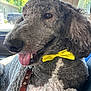 animal, canine, car_interior, close_up, curly_fur, cute, daylight, dog, domestic_animal, fluffy, happy, leash, mammal, pet, poodle, portrait, seat, tongue_out, window, yellow_bow_tie