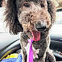 animal, blanket, car_interior, closeup, companion, curly_fur, cute, dog, domestic_animal, ears, fur, happy, indoor, muzzle, pet, pink_tie, poodle, portrait, seat, tongue_out