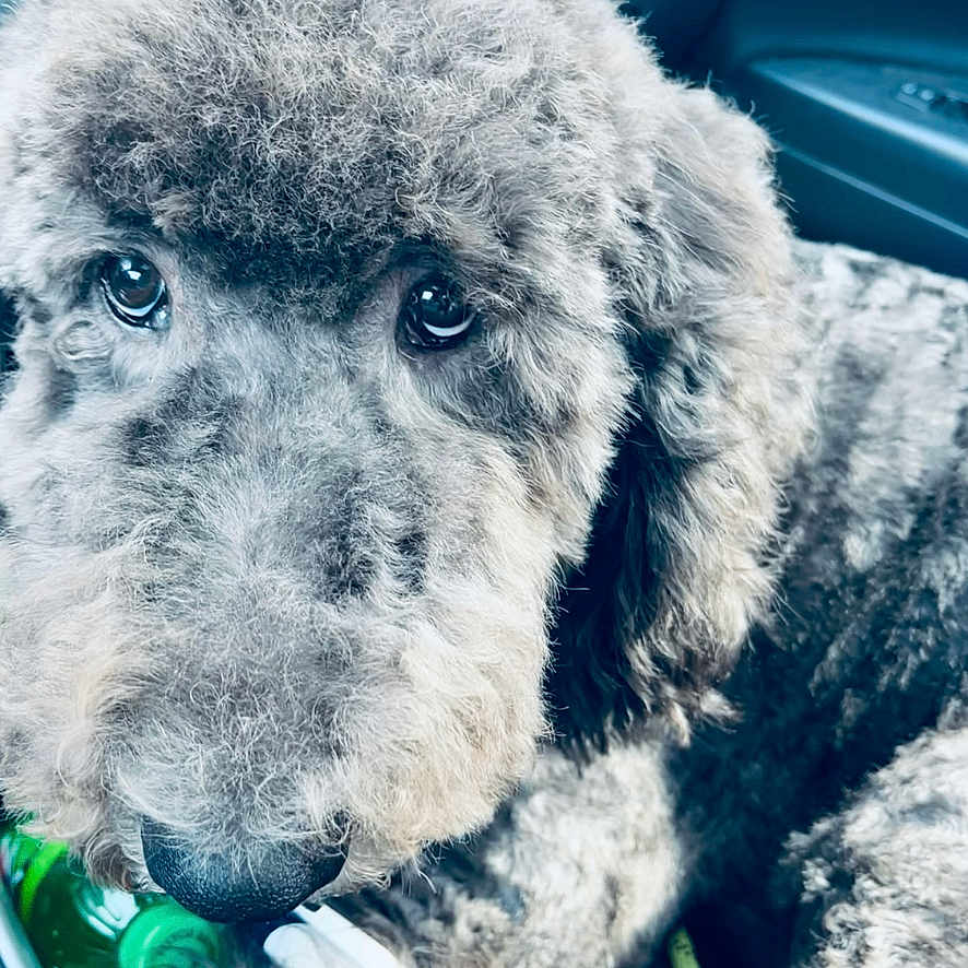 Boyblue joined the competition — help win amazing prizes! adorable, animal, bottle, brown_fur, canine, car_interior, close_up, companion, curly_fur, cute, dog, domestic_animal, fluffy, furry, indoors, looking_up, nostalgic, pet, portrait, seat