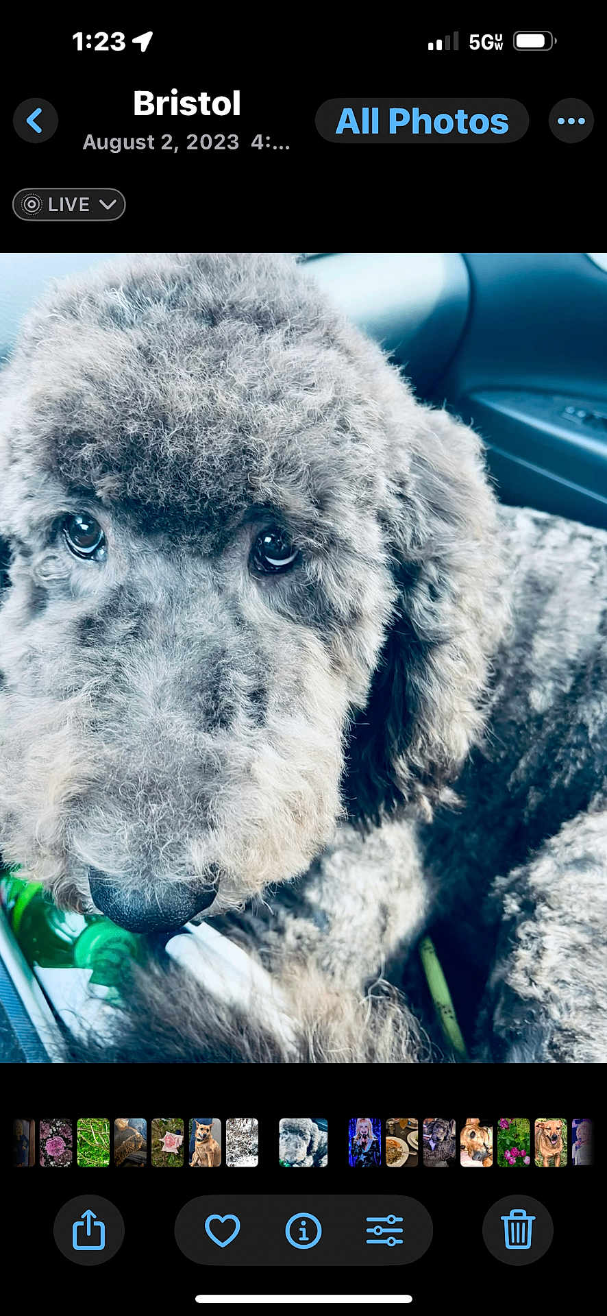 Boyblue joined the competition — help win amazing prizes! adorable, animal, bottle, brown_fur, canine, car_interior, close_up, companion, curly_fur, cute, dog, domestic_animal, fluffy, furry, indoors, looking_up, nostalgic, pet, portrait, seat