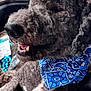 Boyblue joined the competition — help win amazing prizes! animal, bandana, blue, car_interior, closeup, curly_fur, dog, domestic_animal, fur, happy, indoor, leisure, looking_away, mouth, nose, pet, seat, teeth, transportation, window