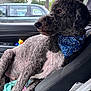 Boyblue joined the competition — help win amazing prizes! black_fur, blue_bandana, car_interior, car_seat, close_up, curly_hair, daylight, dog, domestic_animal, greenery, indoor, looking_out_window, parked_car, pet, relaxed, seatbelt, side_profile, towel, toy, window