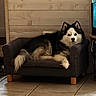 animal, black_and_white, canine, companion, couch, cozy, dog, floor, fur, furniture, home, husky, indoor, lying_down, pet, relaxed, resting, small_couch, tile_floor, wood_panel_wall
